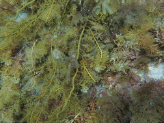 Cystophora moniliformis