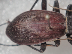 Carabus boysi