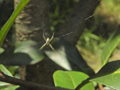 Argiope keyserlingi
