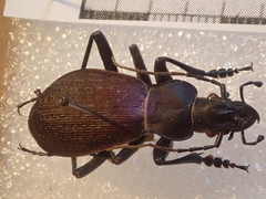 Carabus boysi
