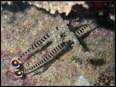 Dunckerocampus chapmani