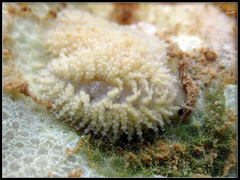 Phestilla lugubris