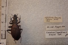 Carabus boysi