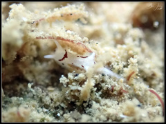 Murphydoris puncticulata