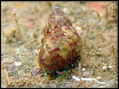 Phasianellidae