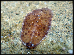 Acanthozoon fuscobulbosum