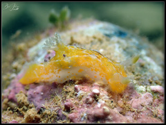 Plocamopherus pecoso