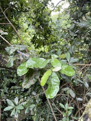 Euclea natalensis obovata