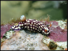 Hypselodoris whitei