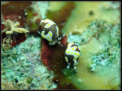 Colpodaspis thompsoni