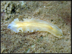 Prosthiostomidae