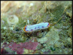 Goniobranchus setoensis