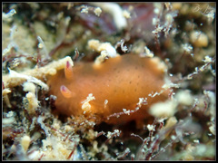 Dendrodoris guttata