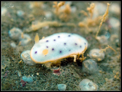 Chromodoris aspersa