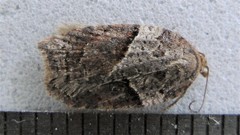Acleris maccana