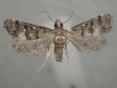 Criophthona trileuca