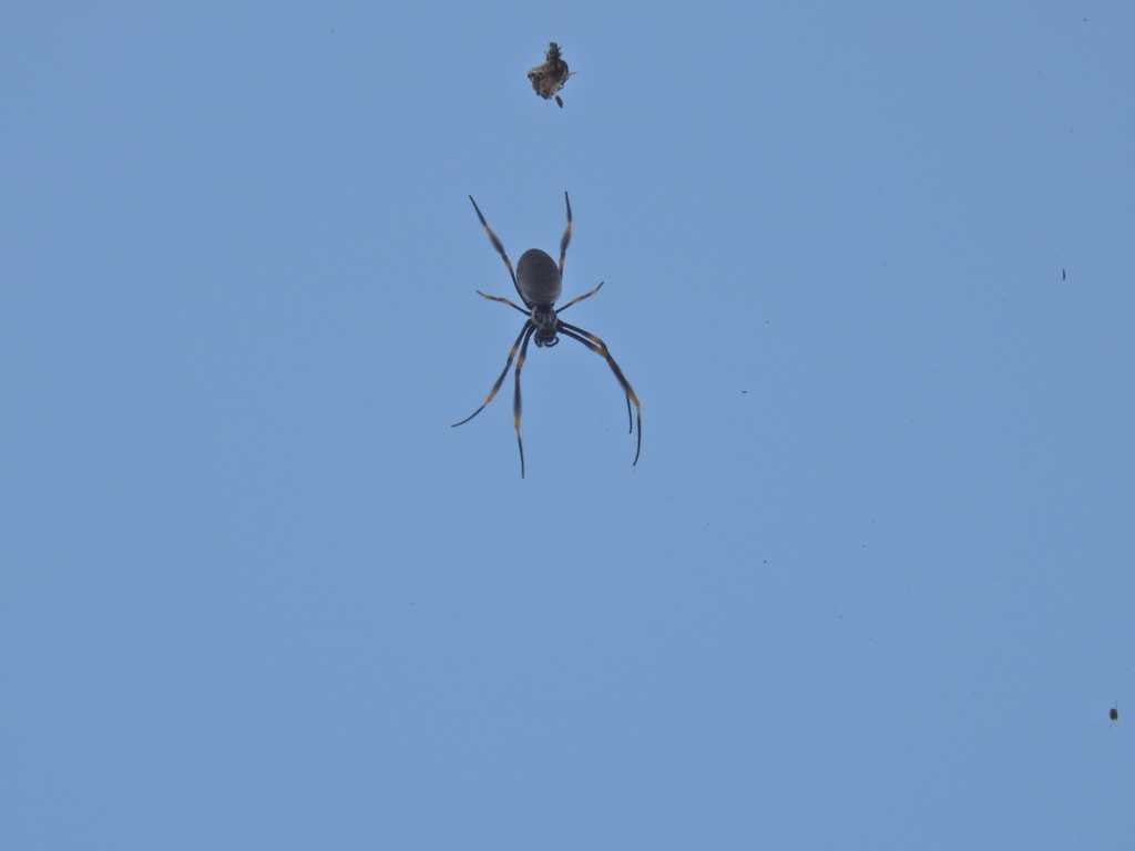 Tiger Spider from Ballina, New South Wales, Australia on February 6 ...