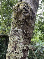 Euclea natalensis obovata