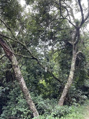 Euclea natalensis obovata