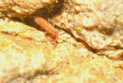 Isotomurus pseudopalustris