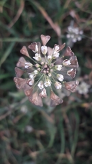 Capsella bursa-pastoris