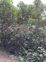 Hibiscus tiliaceus tiliaceus