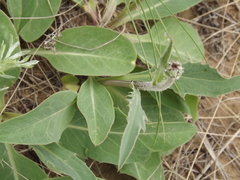 Klasea serratuloides
