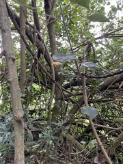 Hibiscus tiliaceus tiliaceus