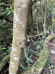 Hibiscus tiliaceus tiliaceus