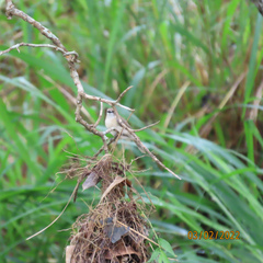 Gerygone magnirostris