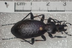 Carabus boysi