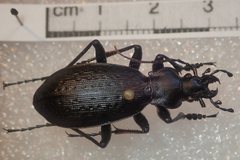 Carabus boysi