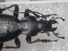 Carabus boysi