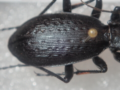 Carabus boysi