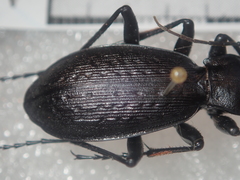 Carabus boysi