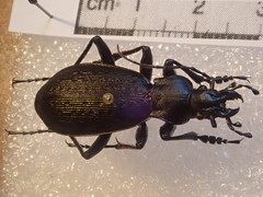 Carabus boysi