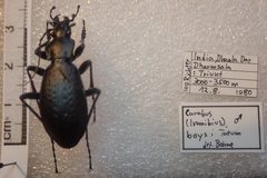 Carabus boysi