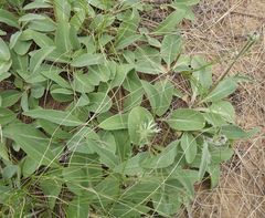 Klasea serratuloides