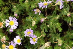 Brachyscome rigidula