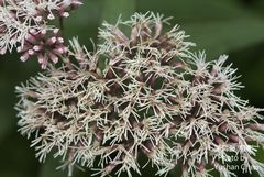 Eupatorium shimadae