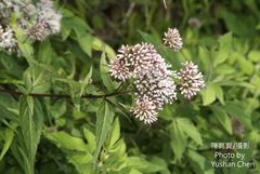 Eupatorium shimadae