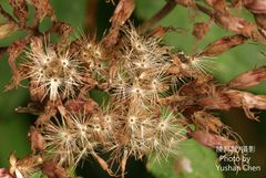 Eupatorium shimadae