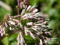 Eupatorium shimadae