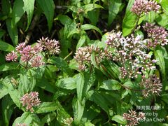 Eupatorium shimadae