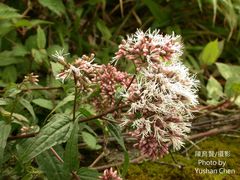 Eupatorium shimadae
