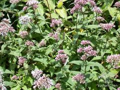 Eupatorium shimadae