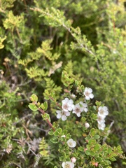 Leptospermum rupestre