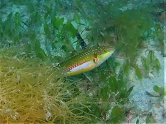 Halichoeres brownfieldi