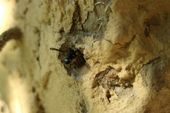 Odynerus spinipes