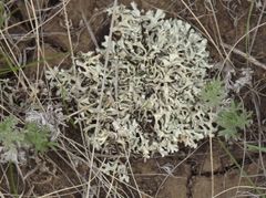 Xanthoparmelia camtschadalis